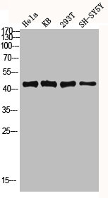 DUSP1 antibody