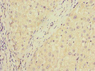 DUSP10 Antibody