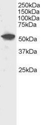 Goat anti-DUSP10 / MKP5 Antibody