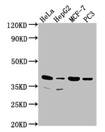 DUSP11 antibody