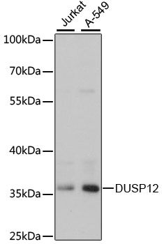 DUSP12 antibody