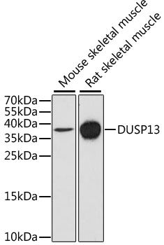DUSP13 antibody