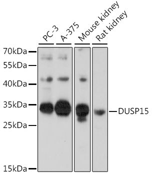 DUSP15 antibody