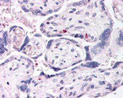 Goat anti-DUSP16 Antibody
