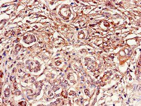 DUSP19 Antibody