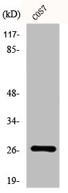 DUSP19 Antibody