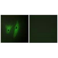 DUSP19 Antibody