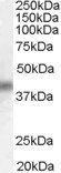 Goat anti-DUSP1 Antibody