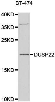 DUSP22 antibody