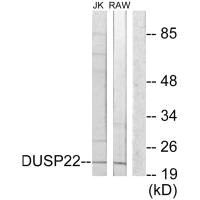 DUSP22 antibody