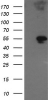 DUSP23 antibody