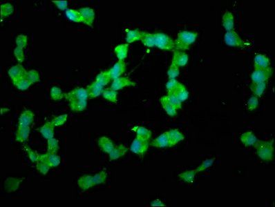 DUSP26 Antibody