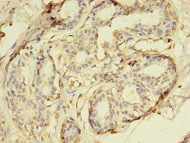 DUSP26 Antibody