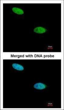 DUSP26 antibody [N1C1]