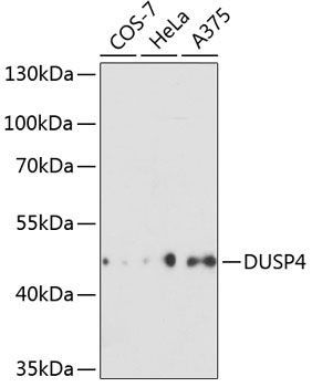 DUSP4 antibody