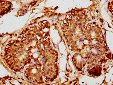 DUSP4 Antibody