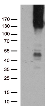 DUSP5 antibody