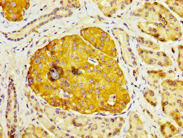 DUSP6 Antibody