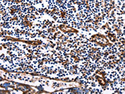 DUSP6 Antibody