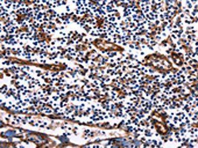 DUSP6 antibody