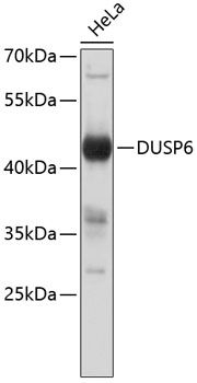 DUSP6 antibody
