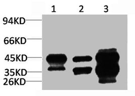 DUSP6 Antibody
