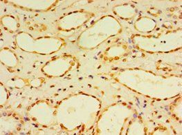 DUSP7 Antibody