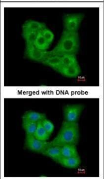 DUSP7 antibody