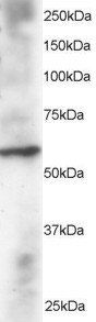 Goat anti-DUSP8 / HVH5 Antibody