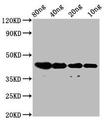 dye antibody