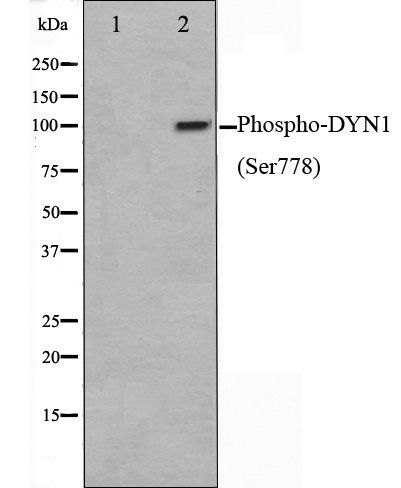DYN1 (Phospho-Ser778) antibody