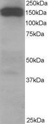 Goat anti-Dynactin Antibody