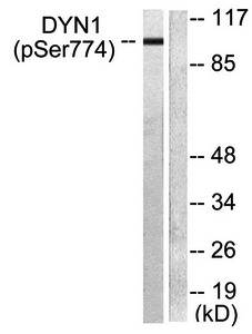 Dynamin-1 (phospho-Ser774) antibody