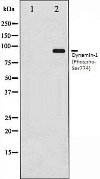Dynamin-1 (Phospho-Ser774) antibody