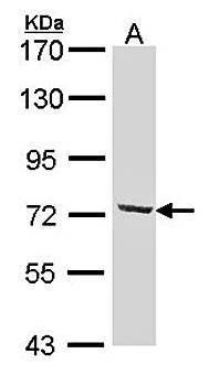 DYNC1I2 antibody