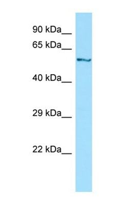 DYNC1LI1 antibody