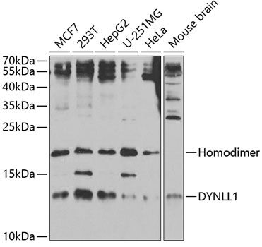 DYNLL1 antibody