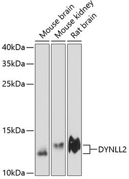 DYNLL2 antibody