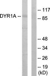 DYR1A antibody