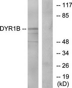 DYR1B antibody