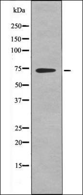 DYRK1A/B (Phospho-Tyr321/273) antibody
