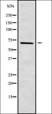 DYRK2 antibody