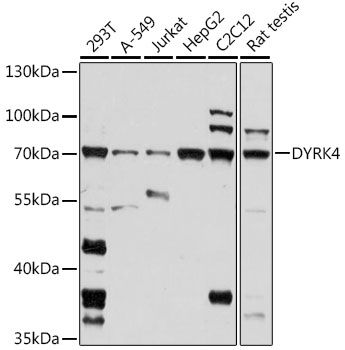 DYRK4 antibody
