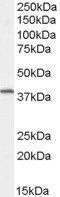 Goat anti-Dysadherin Antibody