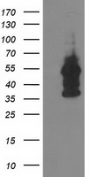 Dystrobrevin alpha (DTNA) antibody