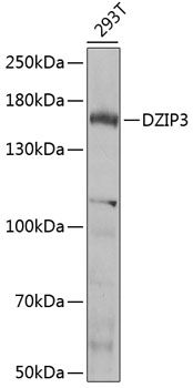DZIP3 antibody