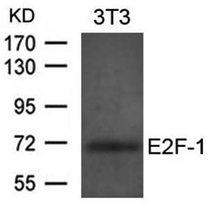 E2F Antibody