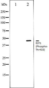 E2F1 (Phospho-Thr433) antibody