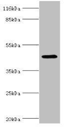 E2F2 antibody