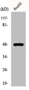 E2F2 antibody